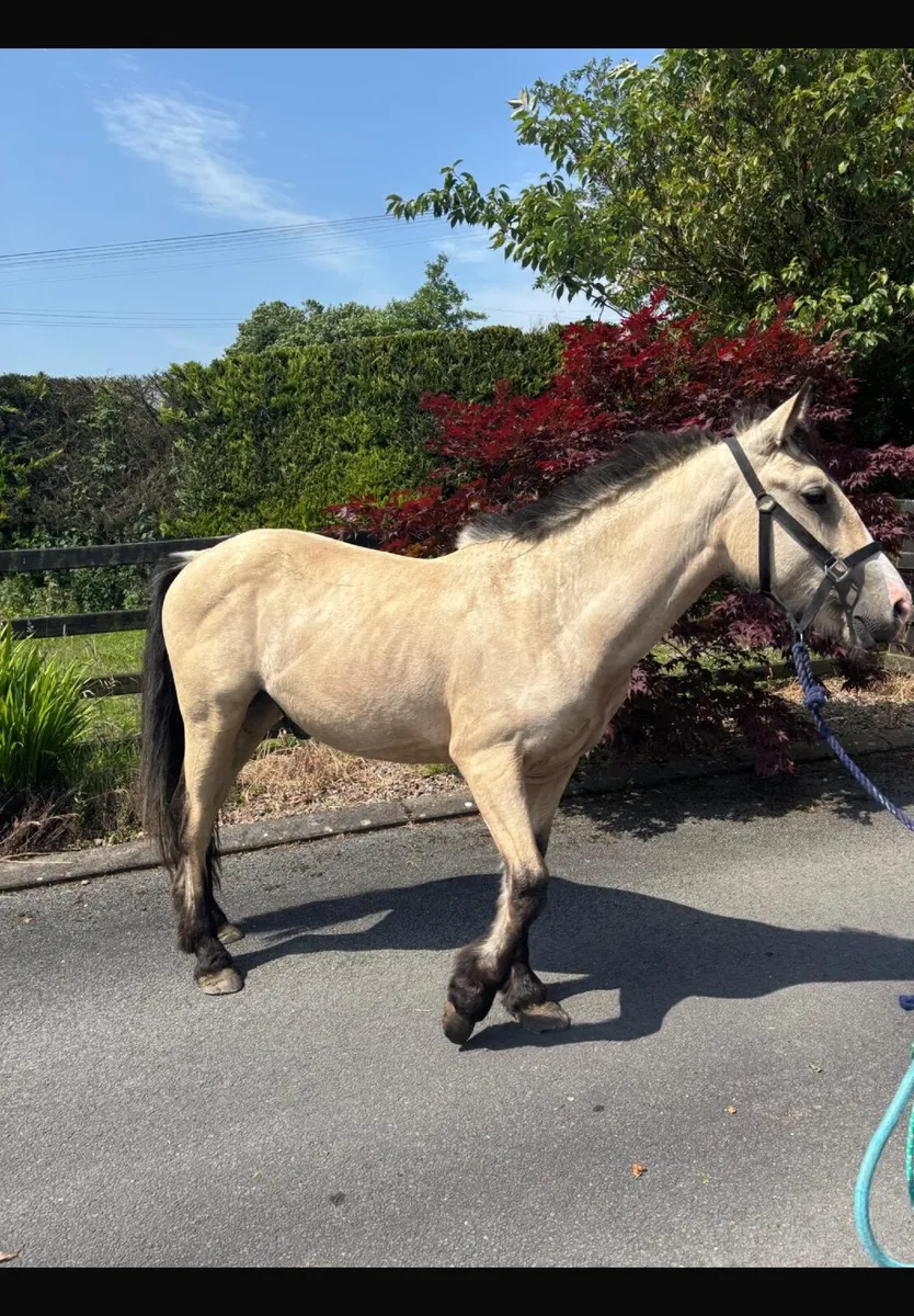 2 year old half bred Dunn gelding - Image 3
