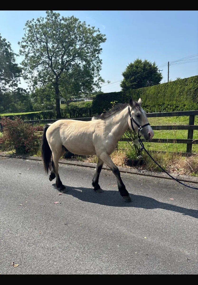 2 year old half bred Dunn gelding - Image 4