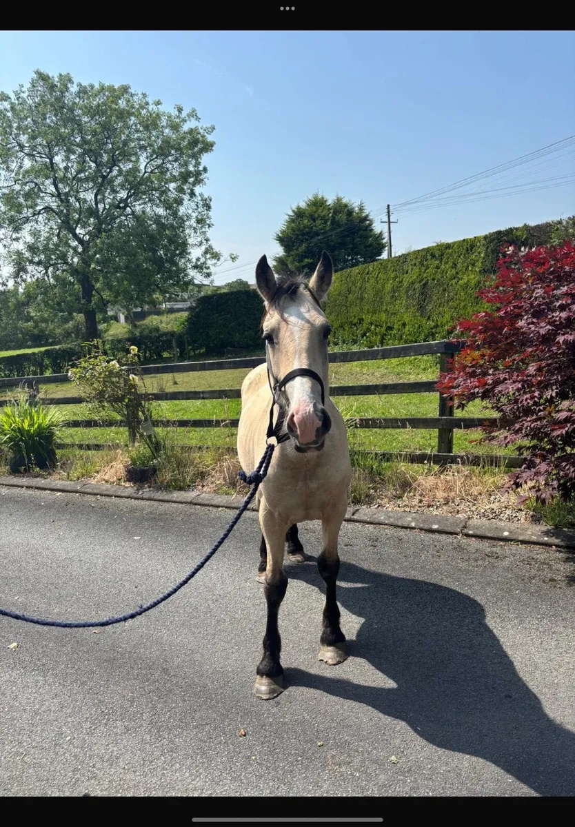 2 year old half bred Dunn gelding - Image 1