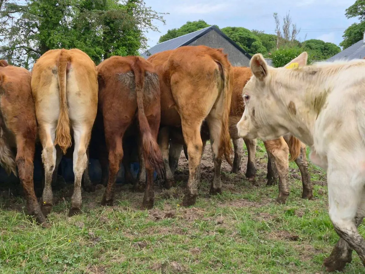 20 Super Heifer Weanlings - Image 1