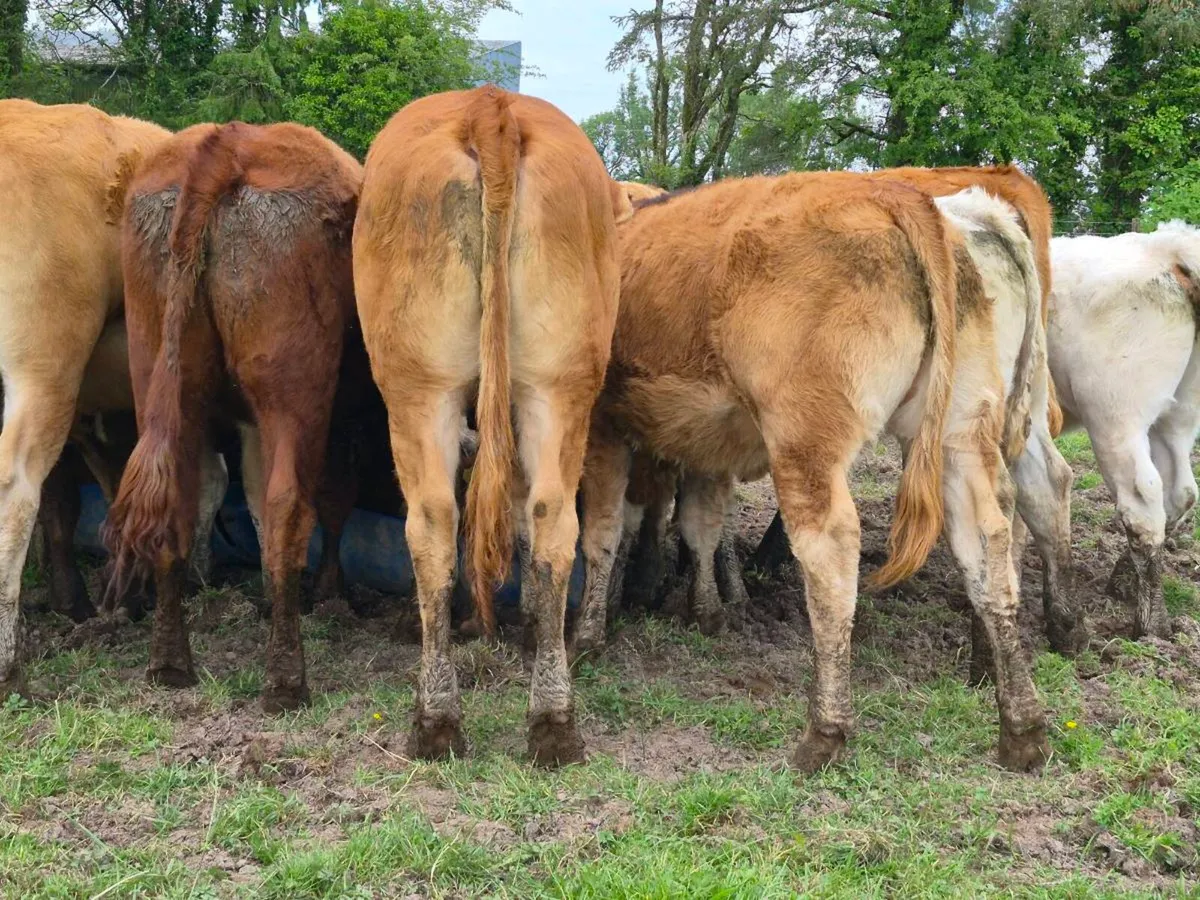 20 Super Heifer Weanlings - Image 2