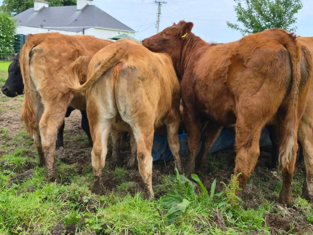 20 Super Heifer Weanlings - Image 3
