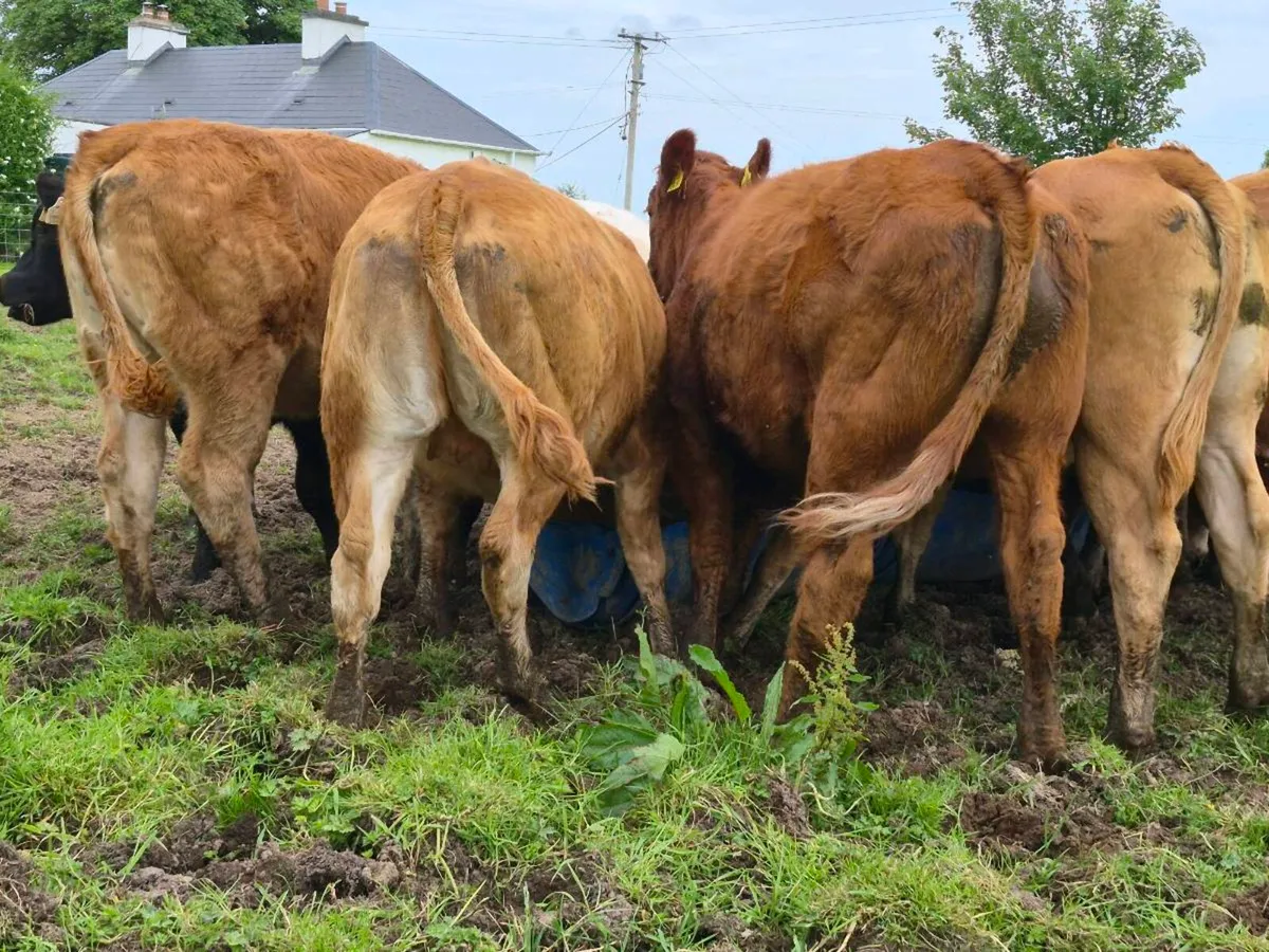 20 Super Heifer Weanlings - Image 4