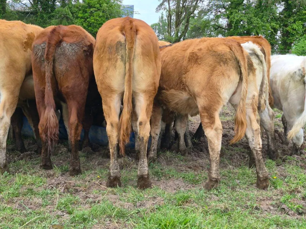 20 Super Heifer Weanlings - Image 1