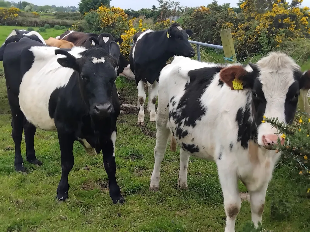 7 friesian  heifers running with bull - Image 1