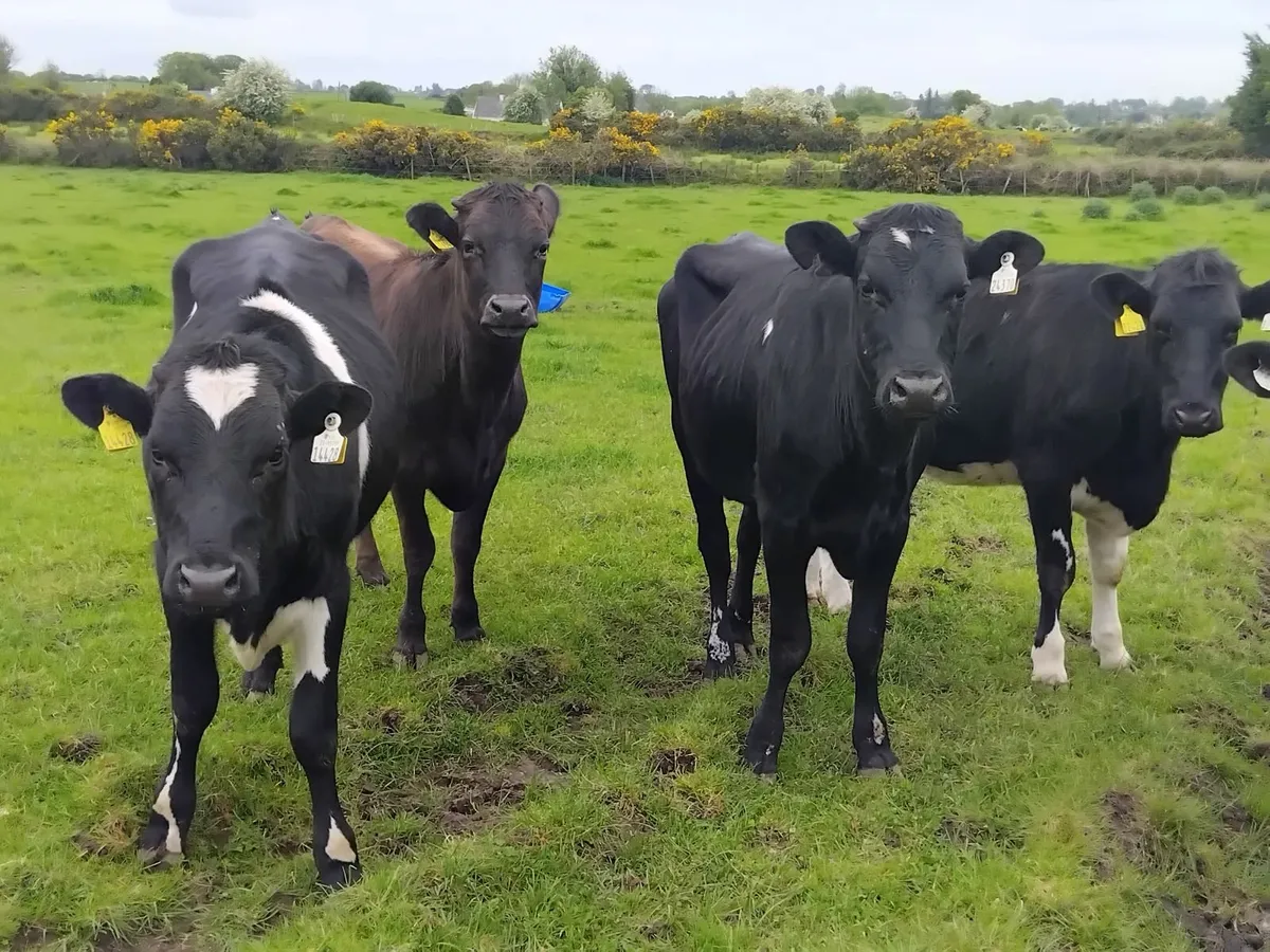 7 friesian  heifers running with bull - Image 2