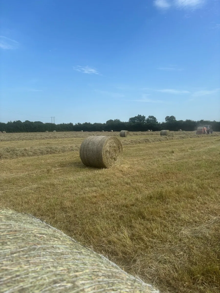 Quality Hay for sale - Image 2