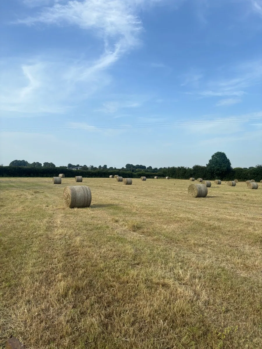 Quality Hay for sale - Image 3