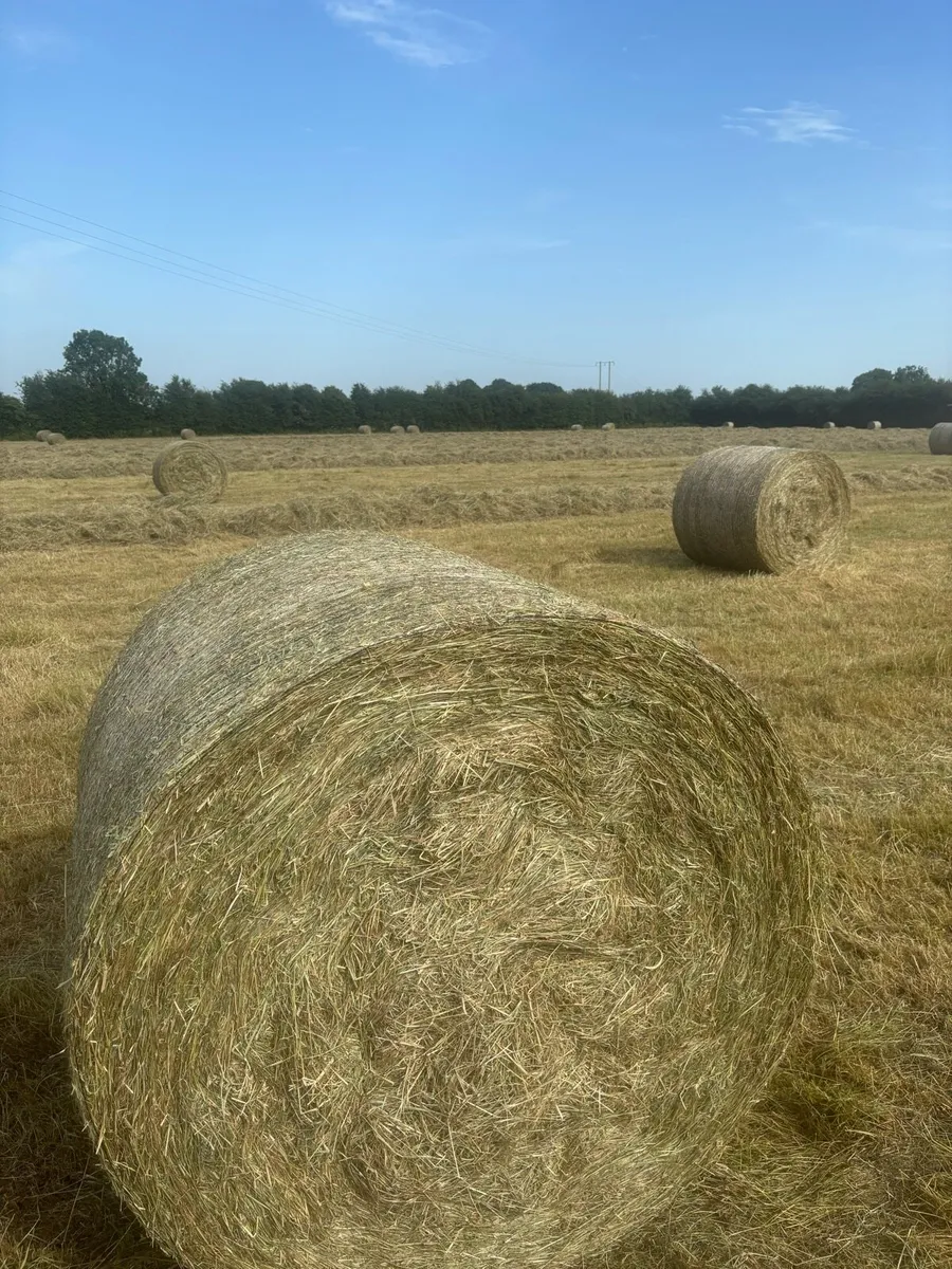 Quality Hay for sale - Image 1