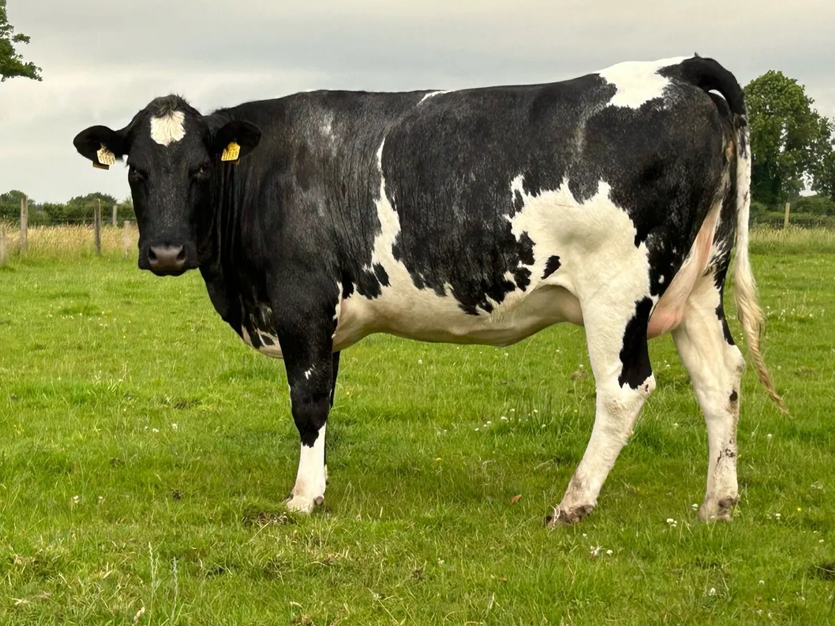 2 super blue springers on the point of calving - Image 2