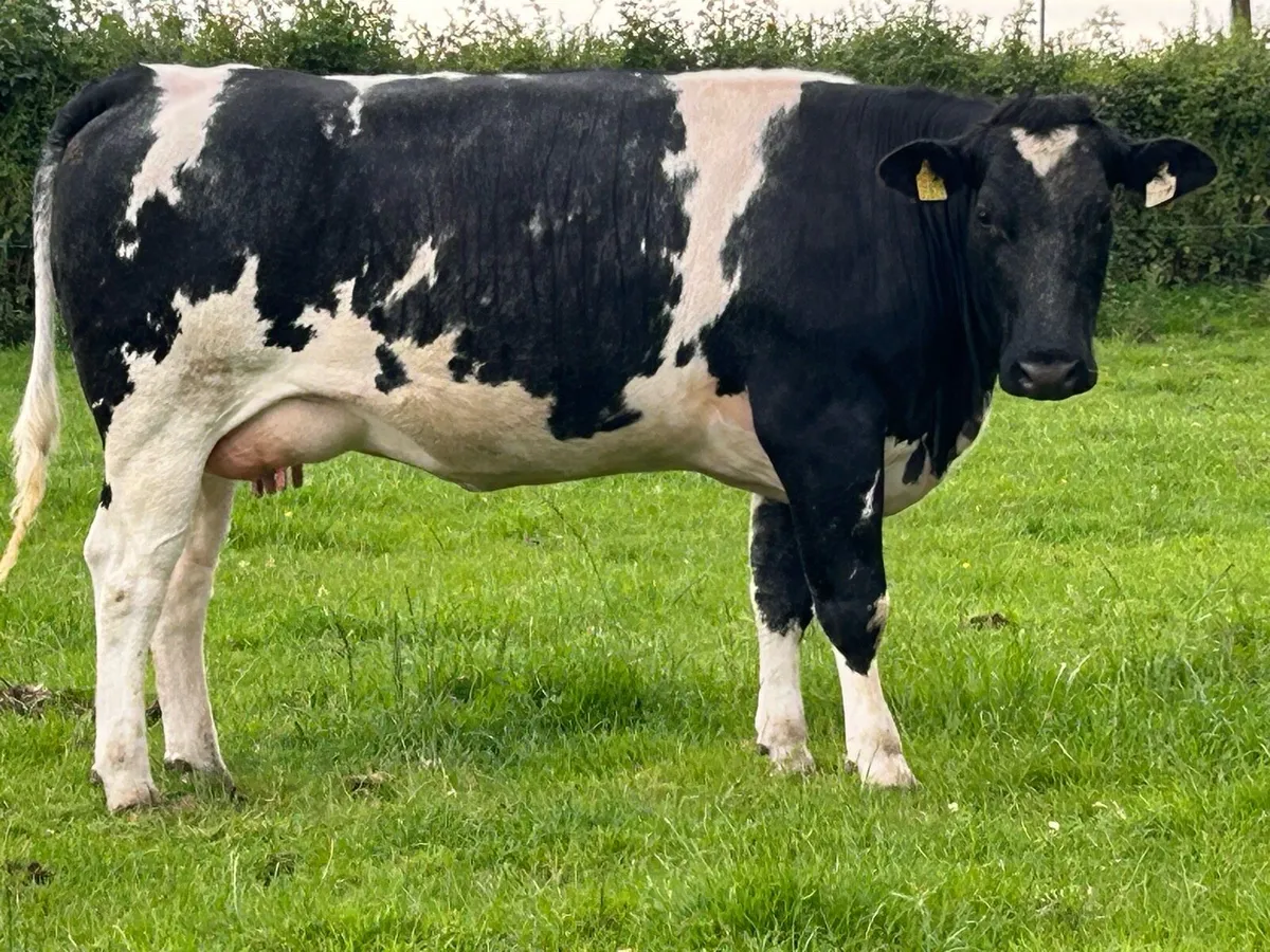 2 super blue springers on the point of calving - Image 4