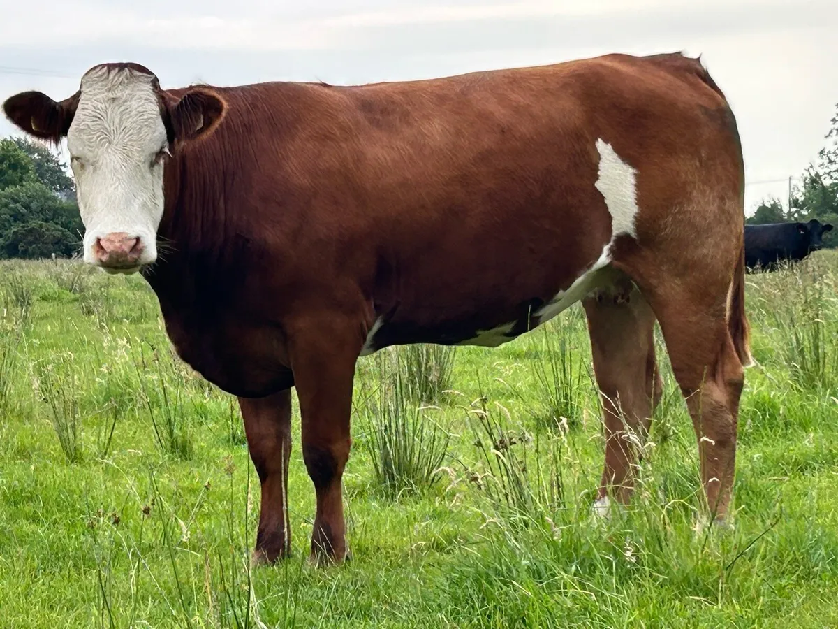 25 super autumn calving first and second calvers - Image 2