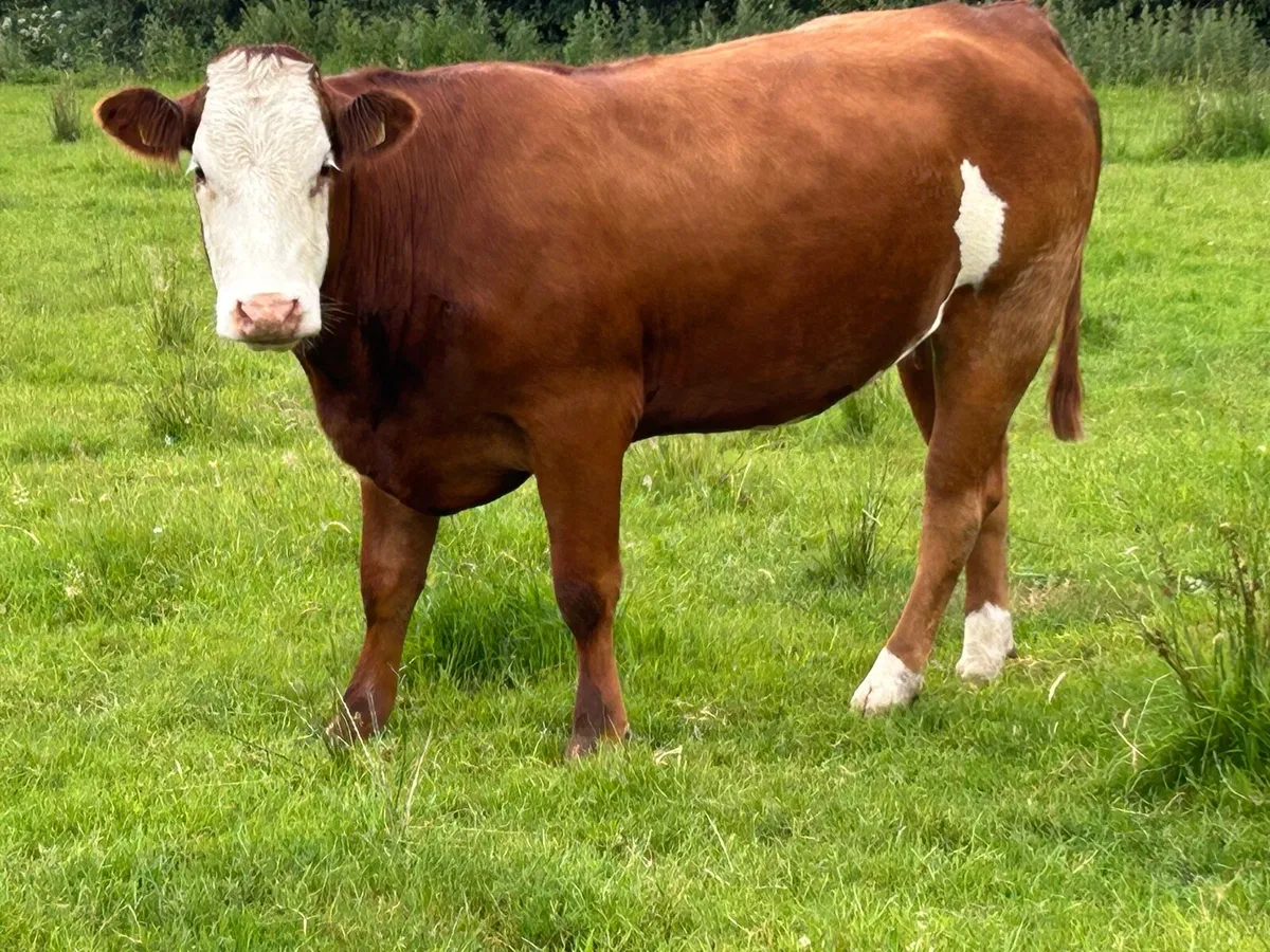 25 super autumn calving first and second calvers - Image 3