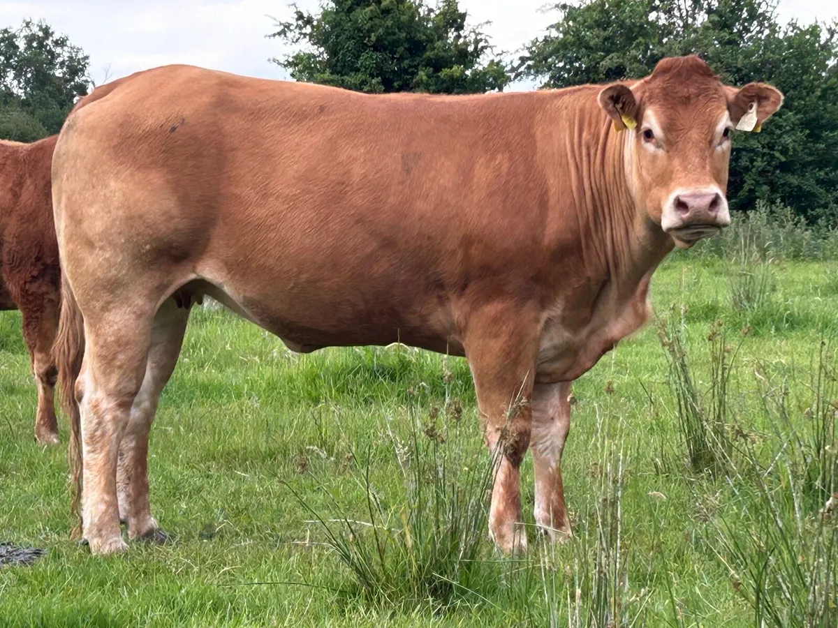 25 super autumn calving first and second calvers - Image 4