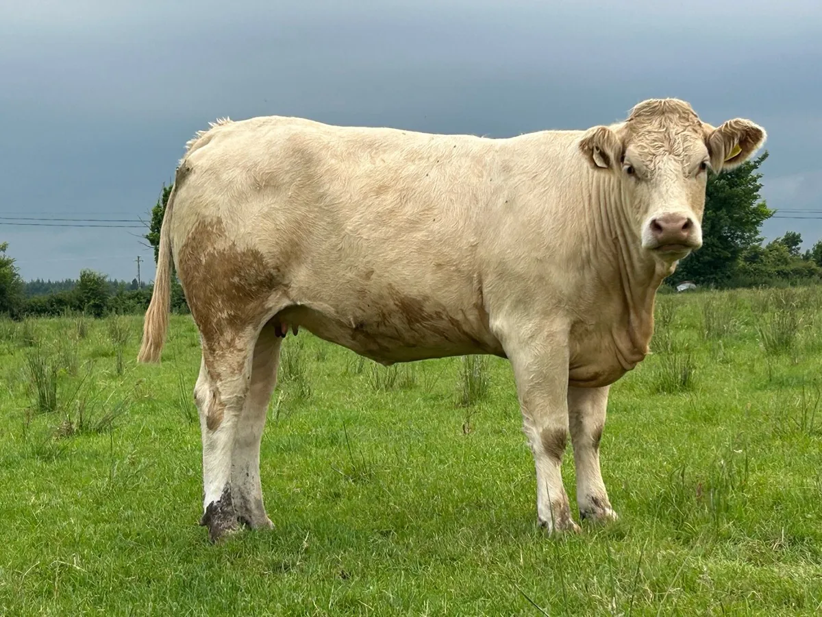25 super autumn calving first and second calvers - Image 1