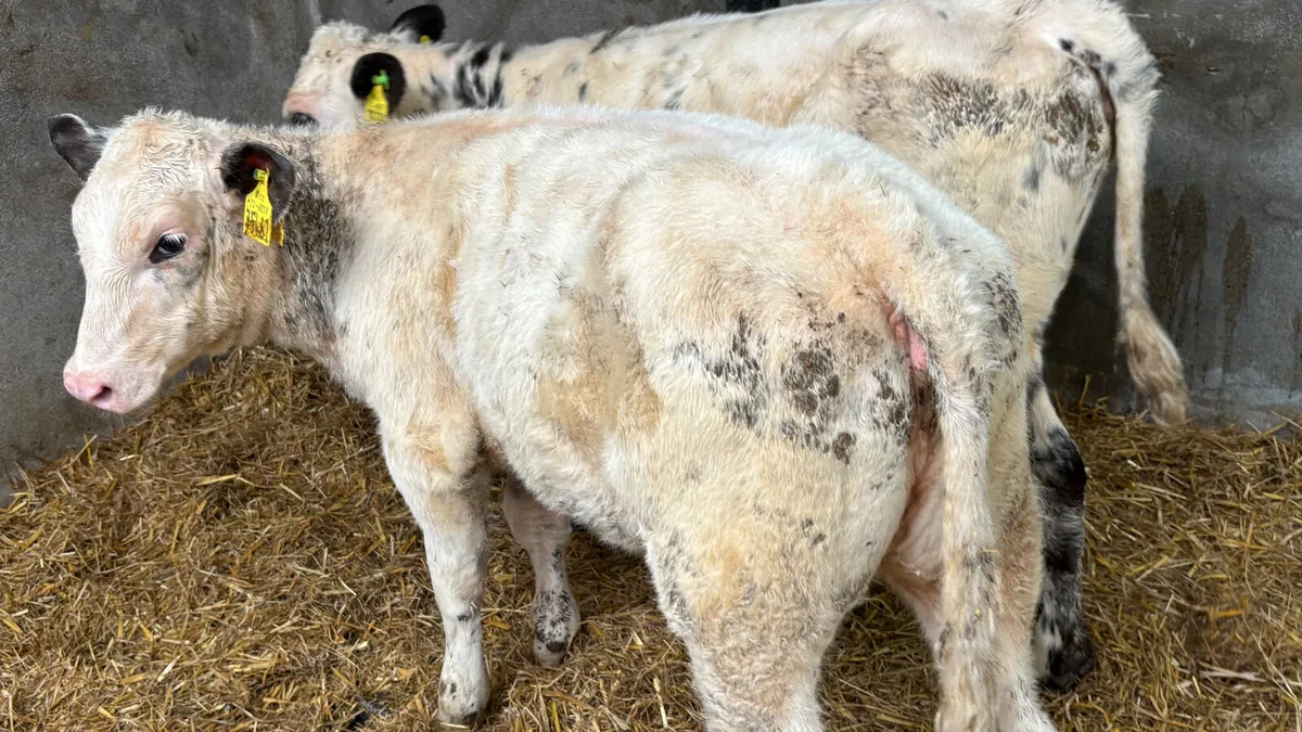 Two 5⭐️ Belgian Blue Heifer Runners - Image 2