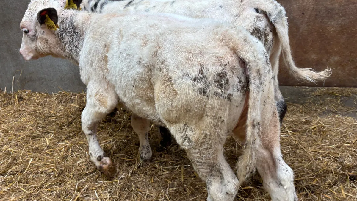 Two 5⭐️ Belgian Blue Heifer Runners - Image 3