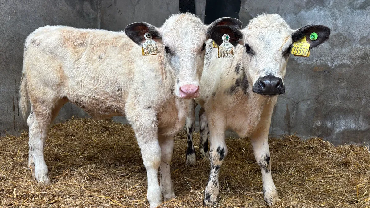 Two 5⭐️ Belgian Blue Heifer Runners - Image 4