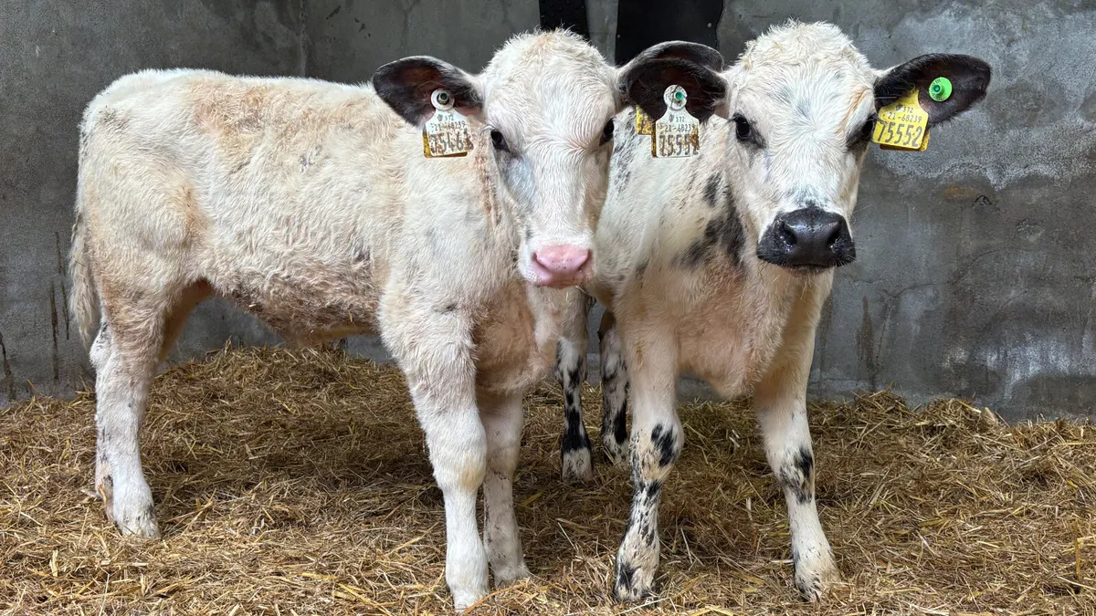 Two 5⭐️ Belgian Blue Heifer Runners - Image 1