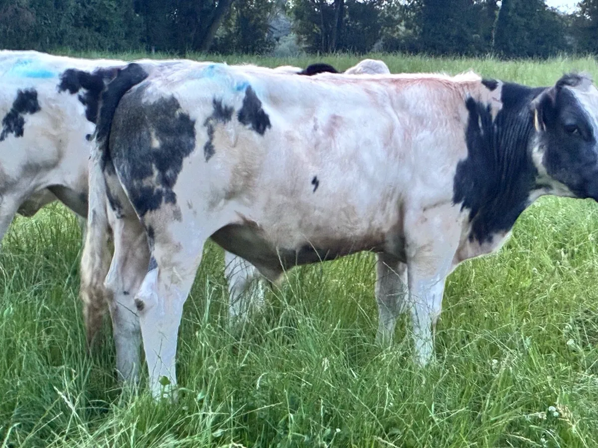 20 continental store bullocks for sale - Image 2