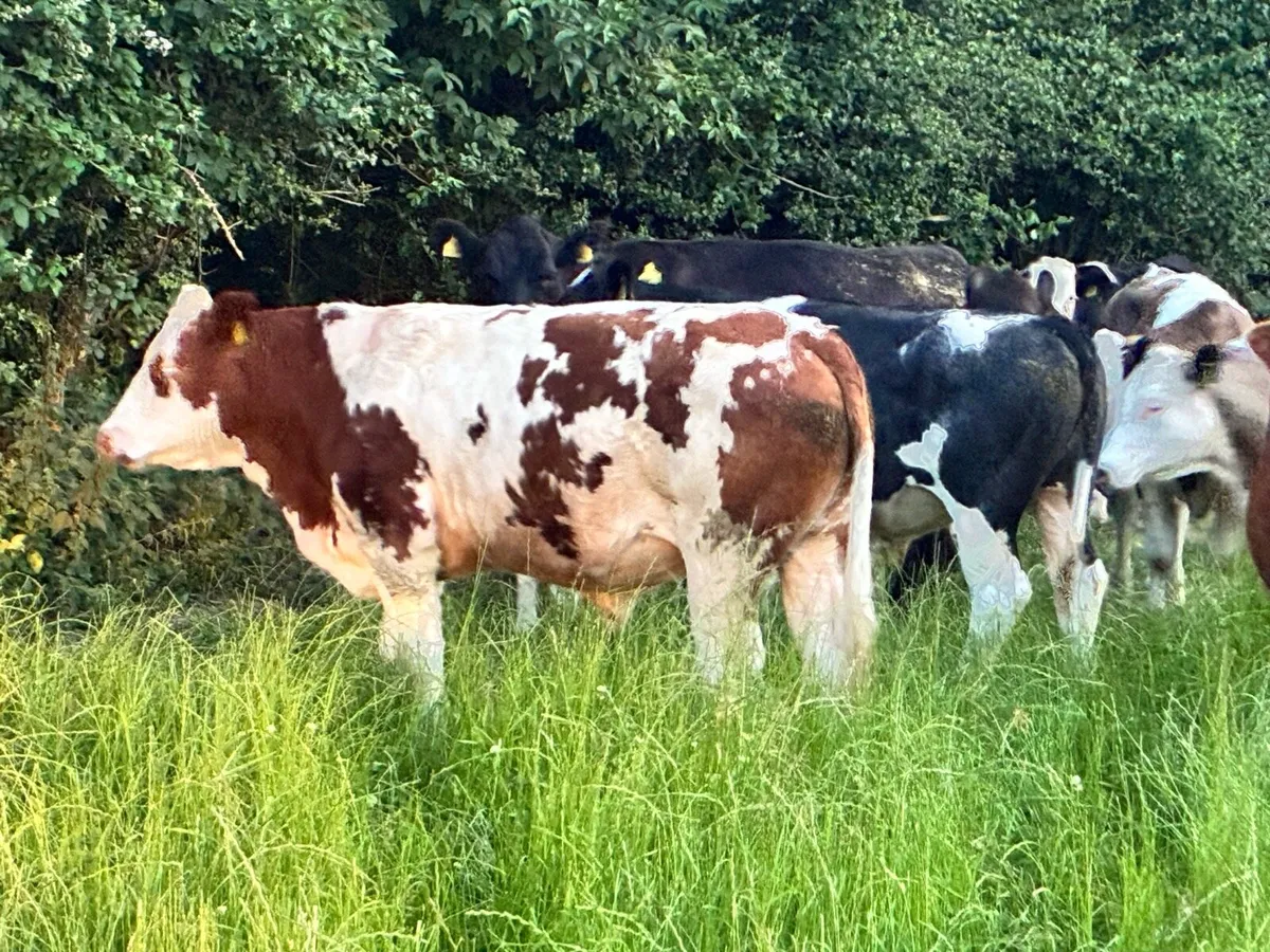 20 continental store bullocks for sale - Image 3