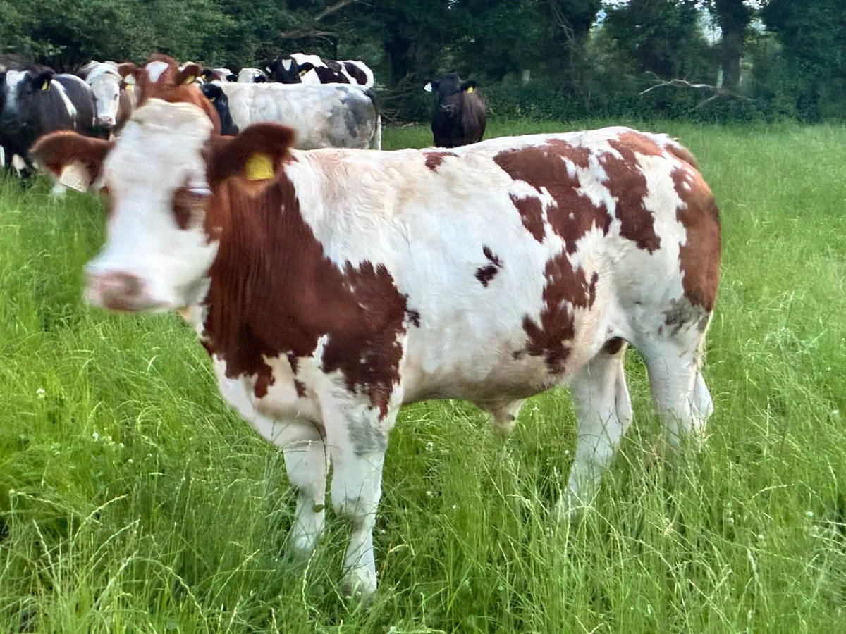 20 continental store bullocks for sale - Image 4