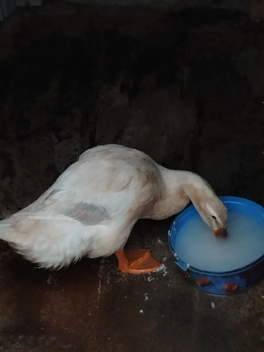 Savoy duck wanted