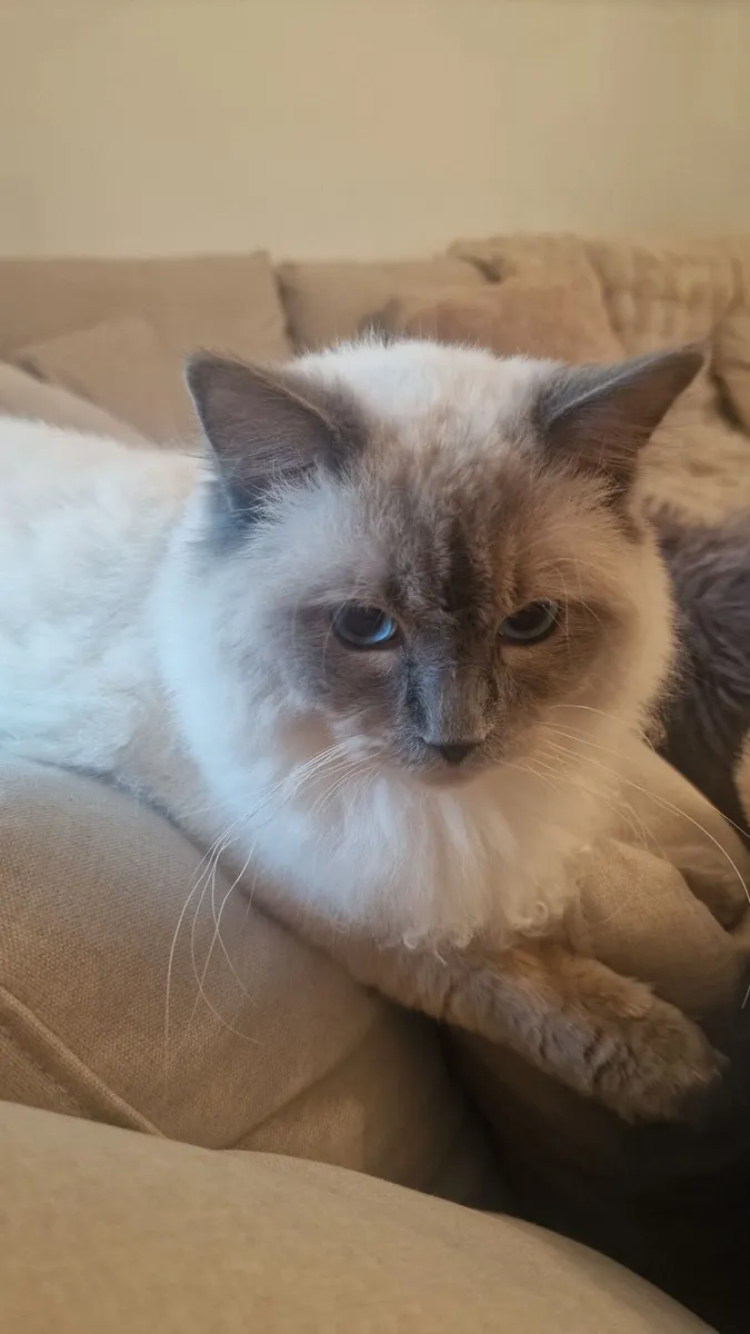 Cat - Image 2