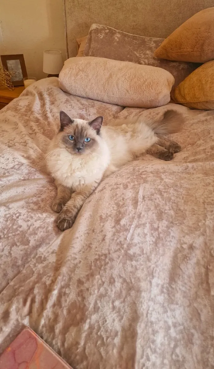 Cat - Image 1