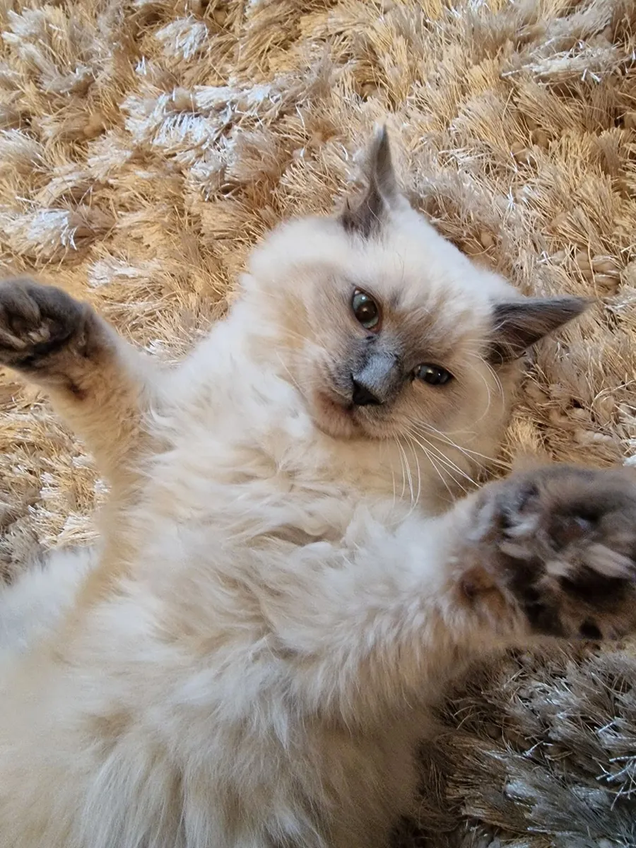 Cat - Image 4