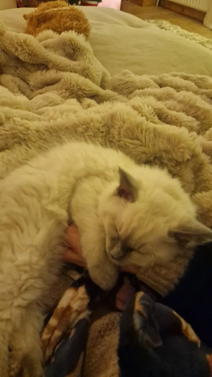 Cat - Image 3
