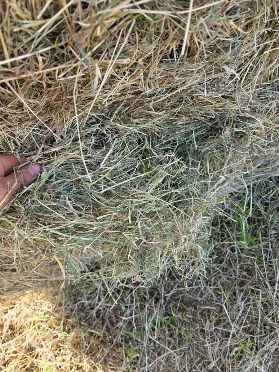 Excellent hay - Image 1