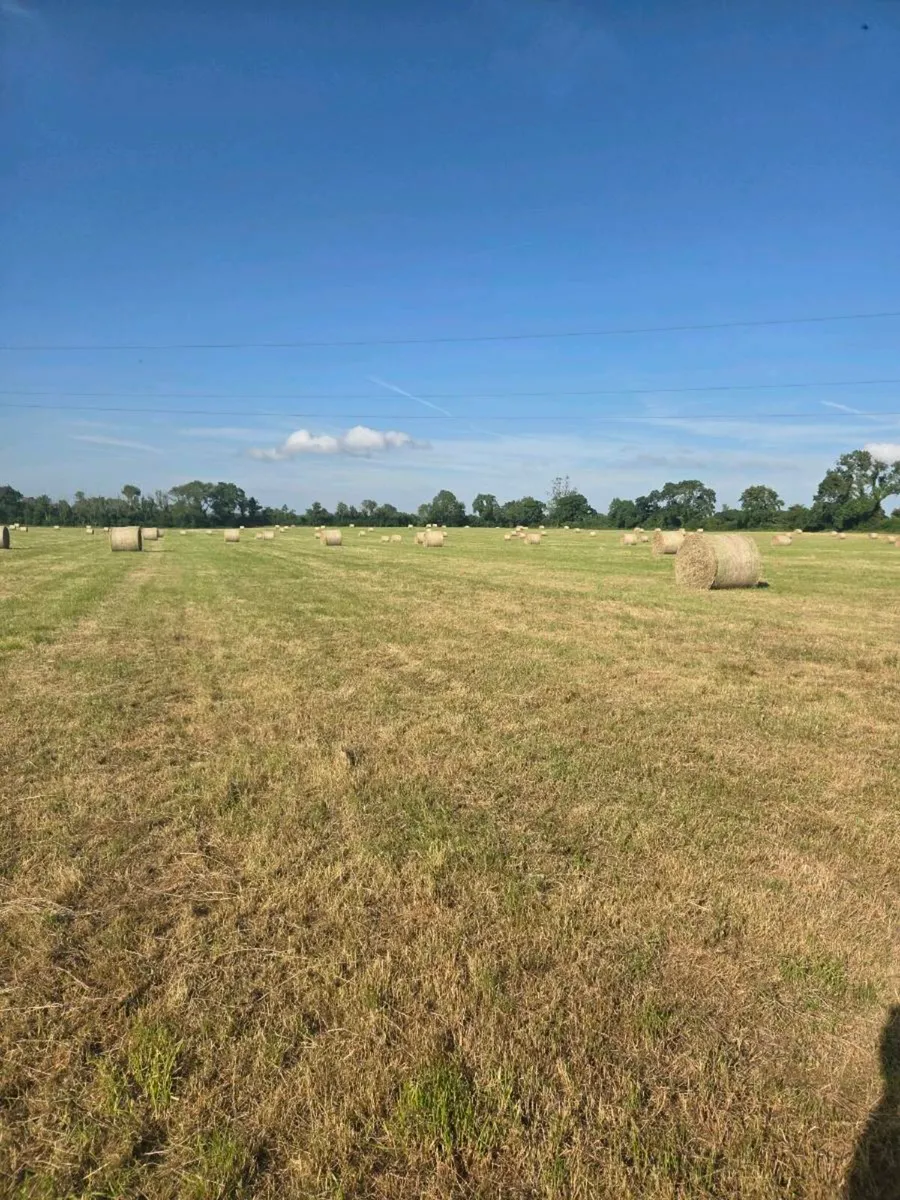 Excellent hay - Image 2