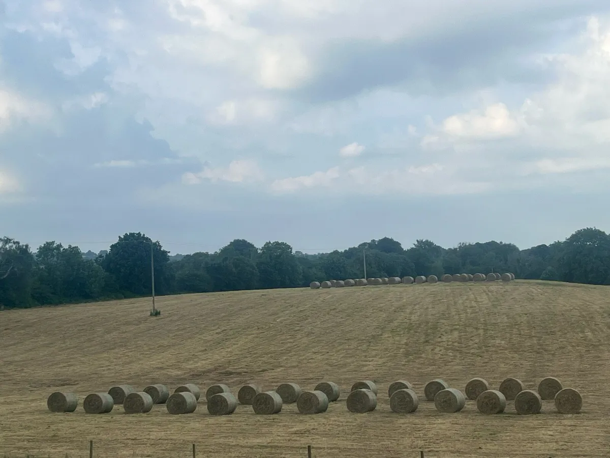Hay for sale - Image 2
