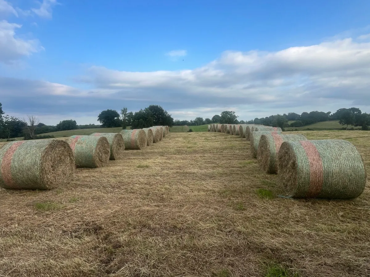Hay for sale - Image 3