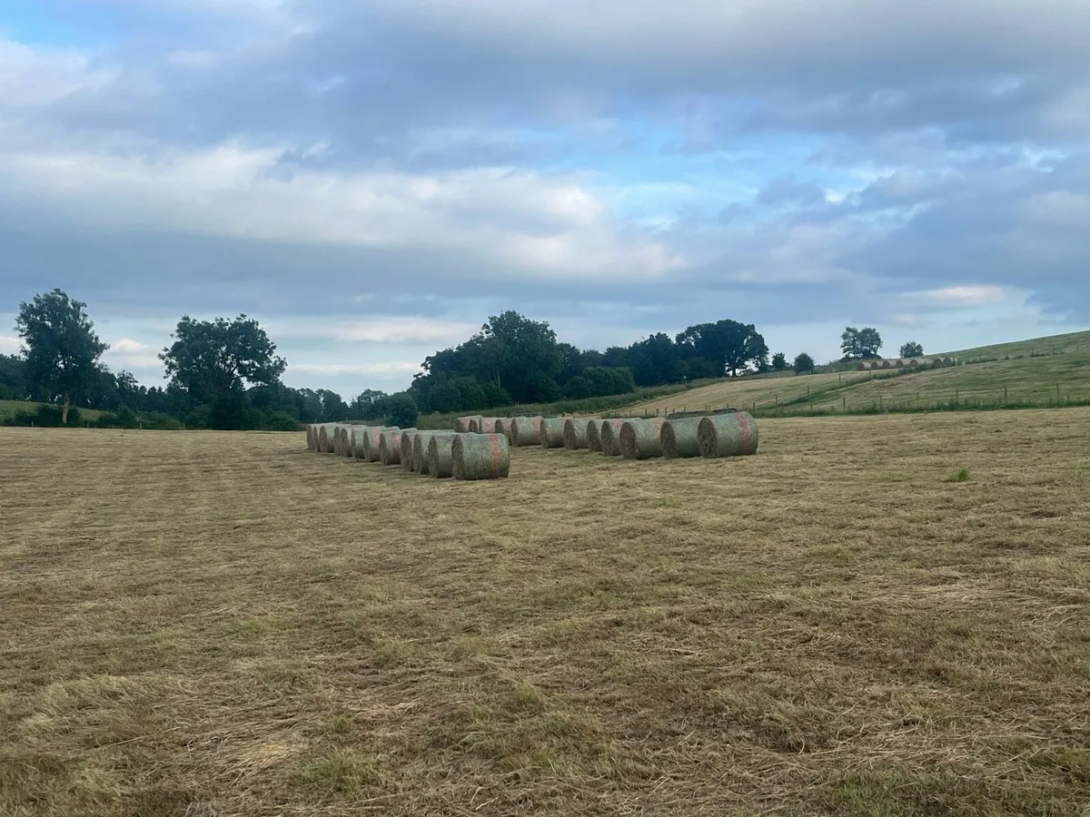 Hay for sale - Image 4