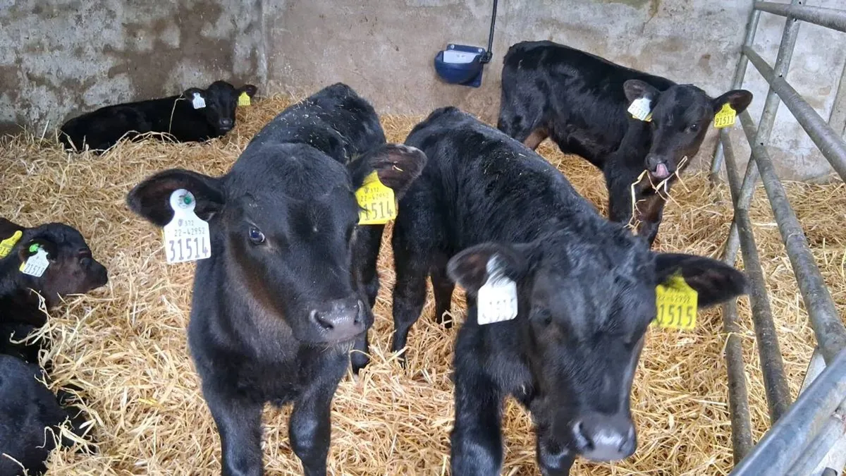 WANTED. Angus x heifers - Image 1