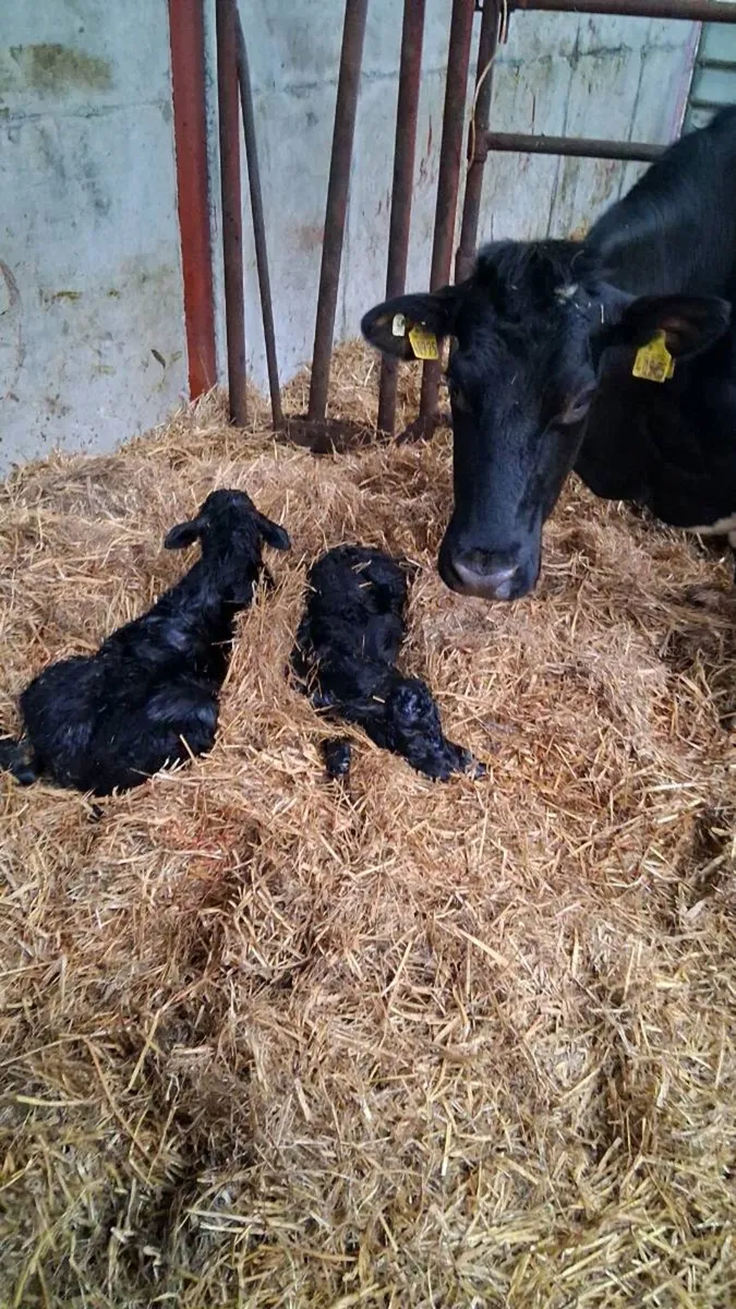 WANTED. Angus x heifers - Image 2