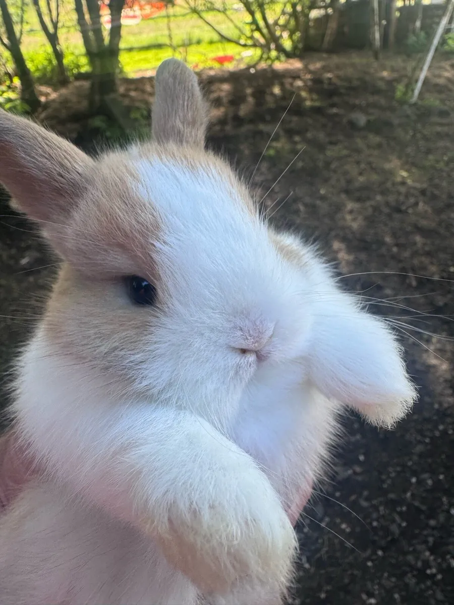 Dwarf rabbits - Image 1