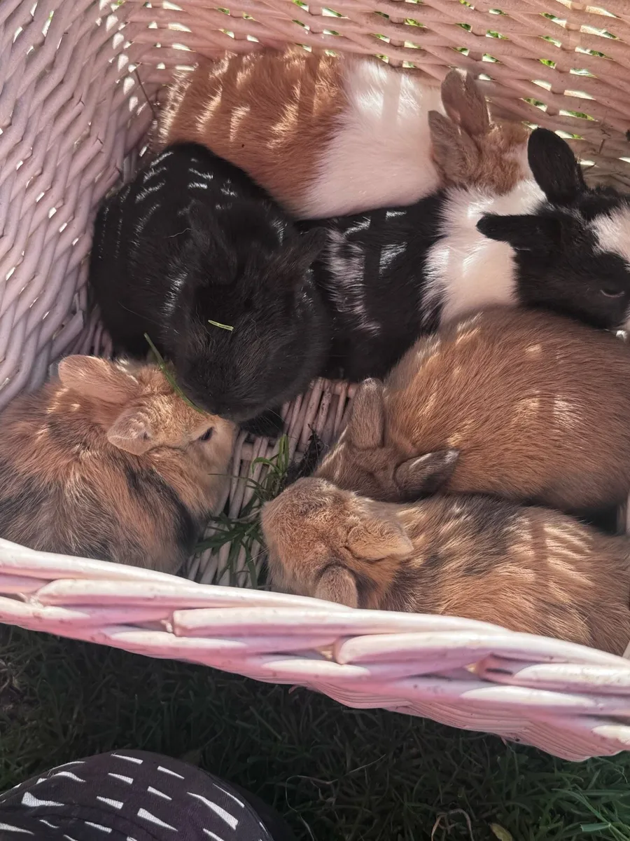 Dwarf rabbits - Image 4