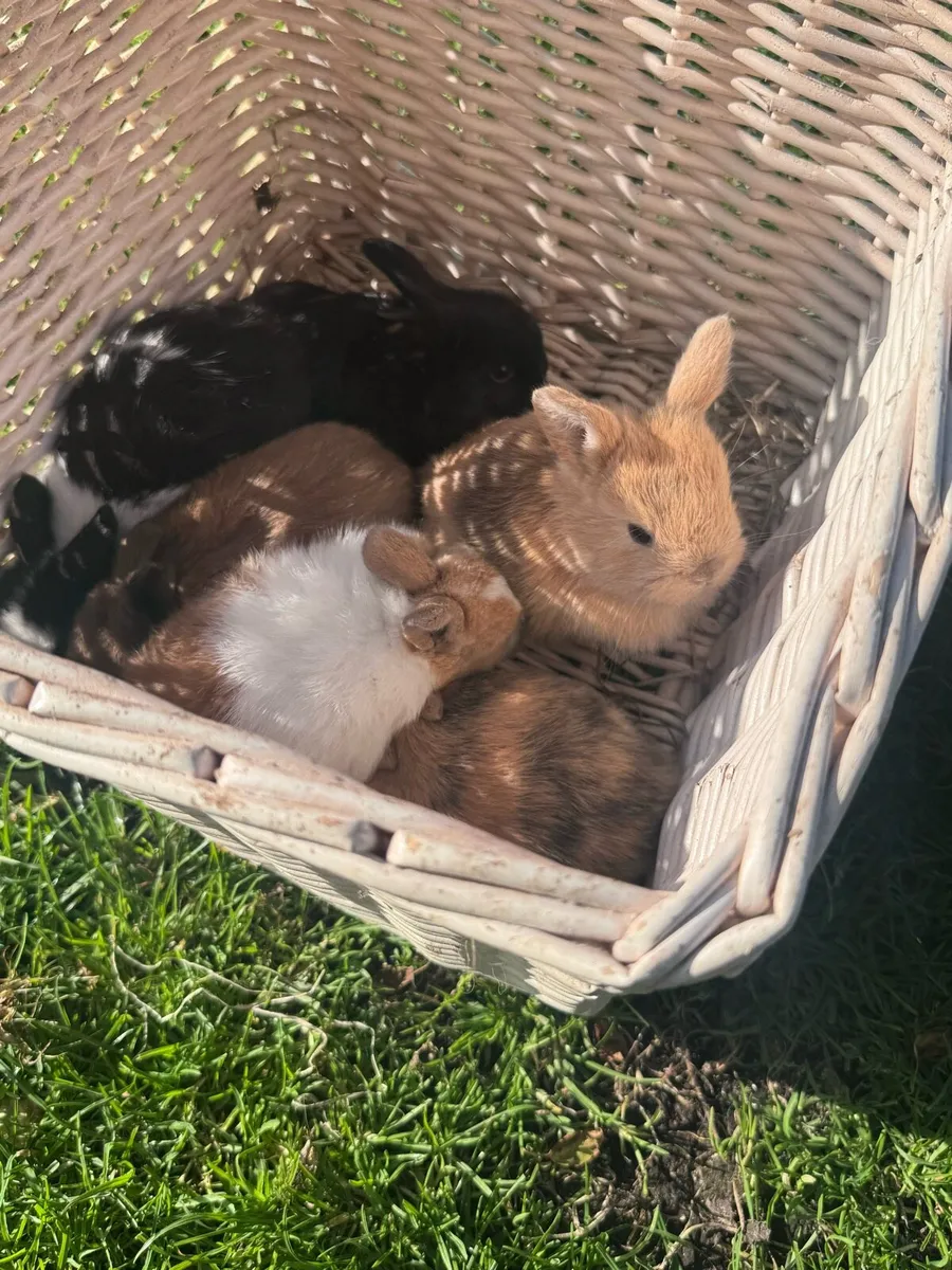 Dwarf rabbits - Image 2