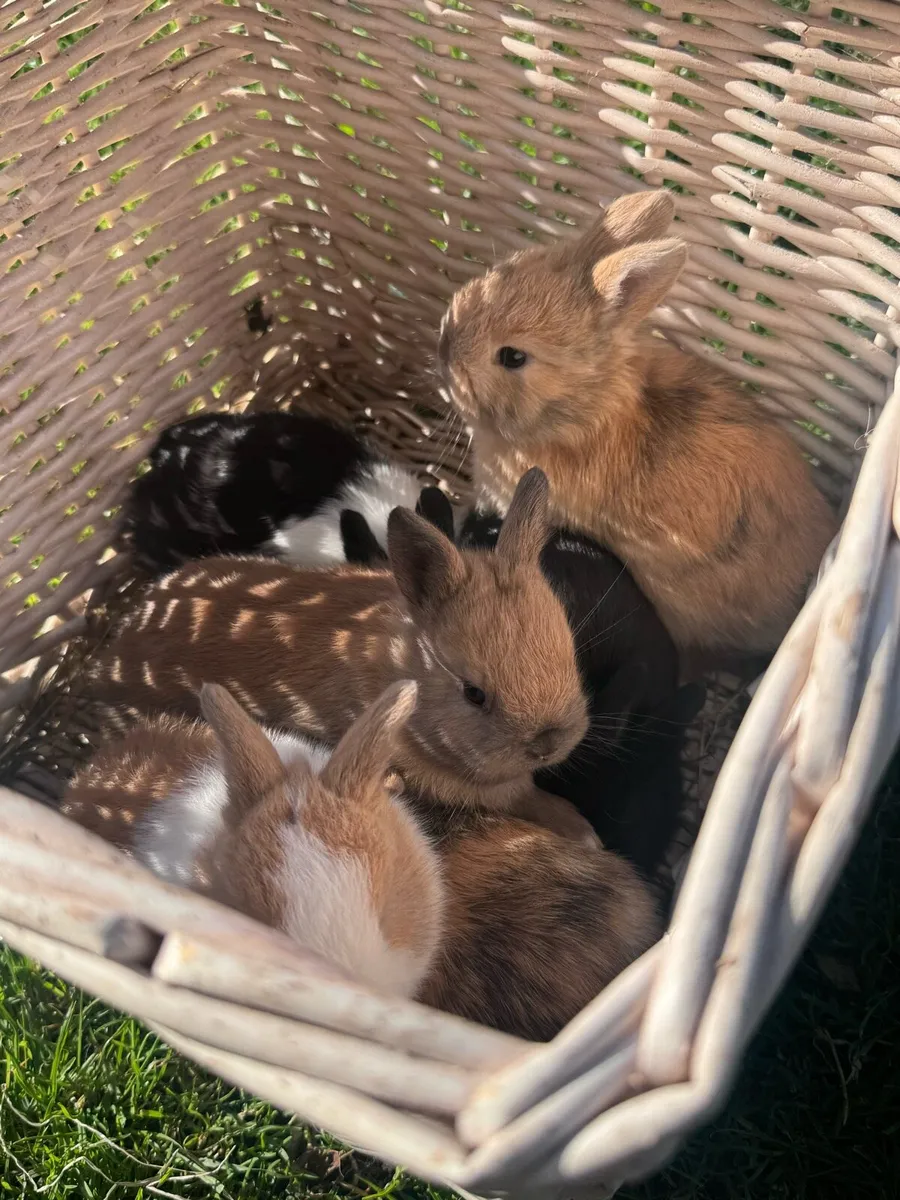 Dwarf rabbits - Image 3