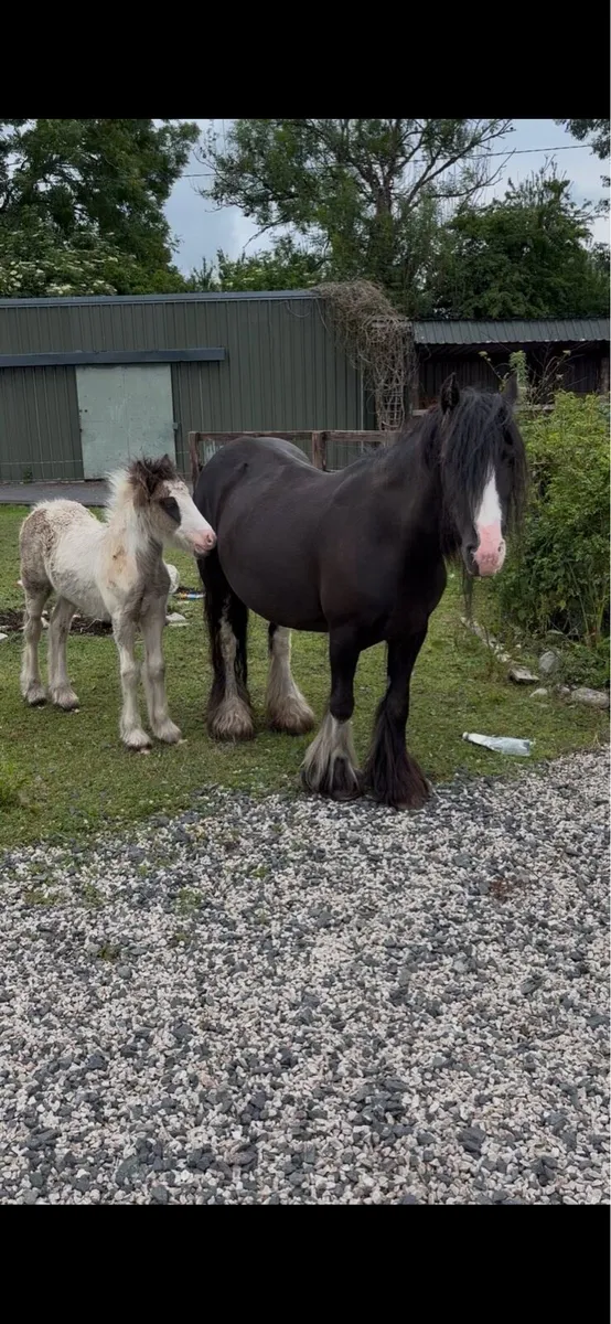 Heavy mare and foal - Image 1