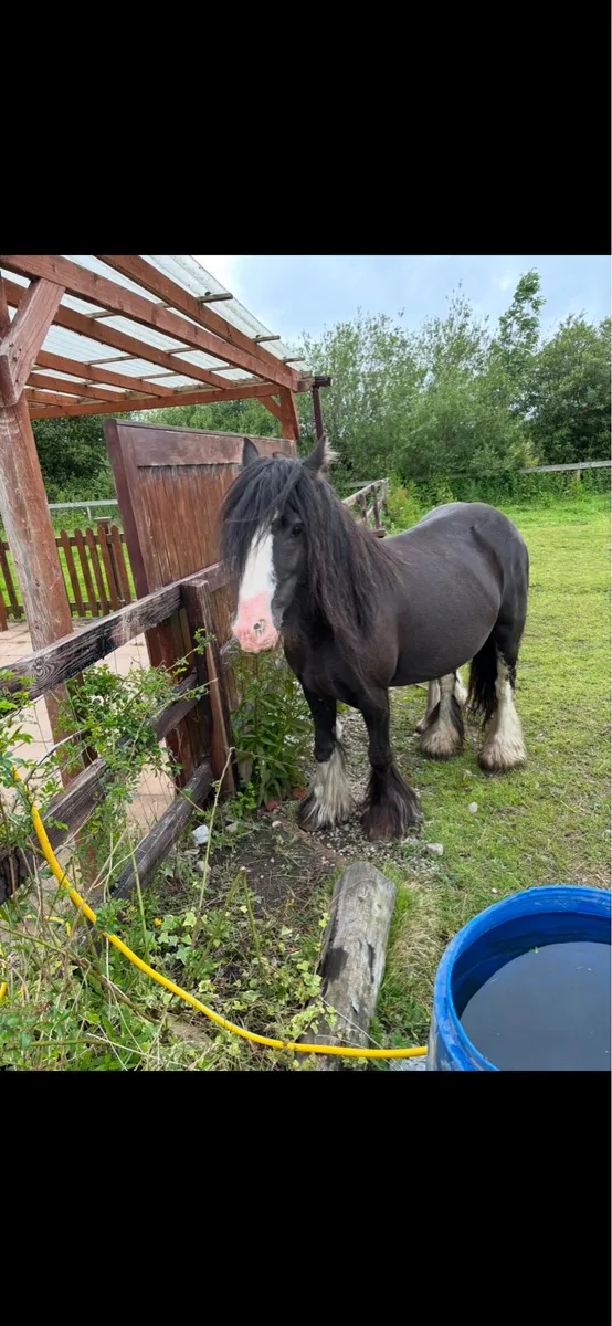 Heavy mare and foal - Image 2