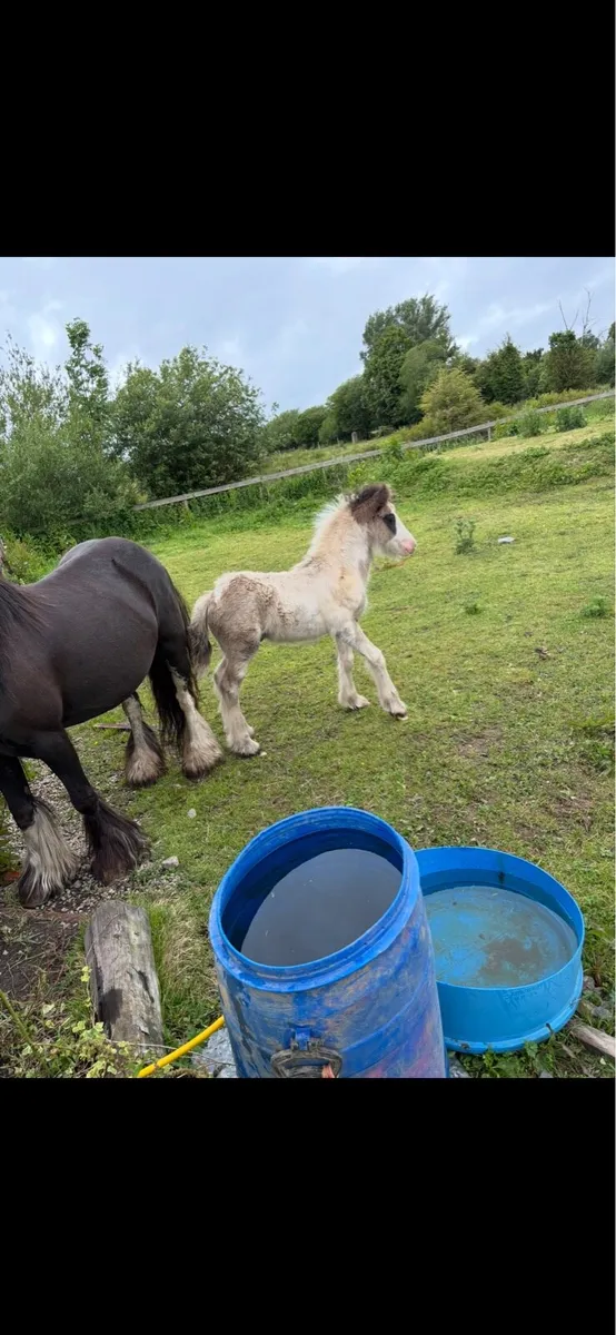 Heavy mare and foal - Image 3