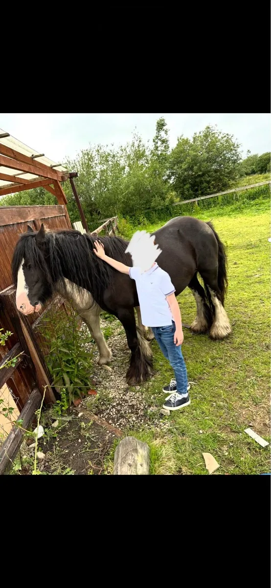 Heavy mare and foal - Image 4