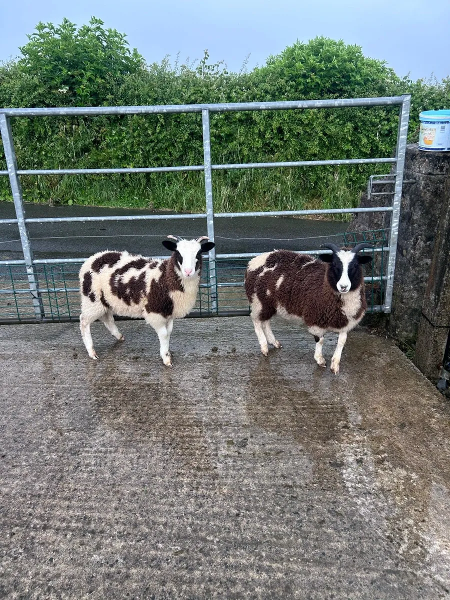 Jacob Ewe Lambs - Image 1