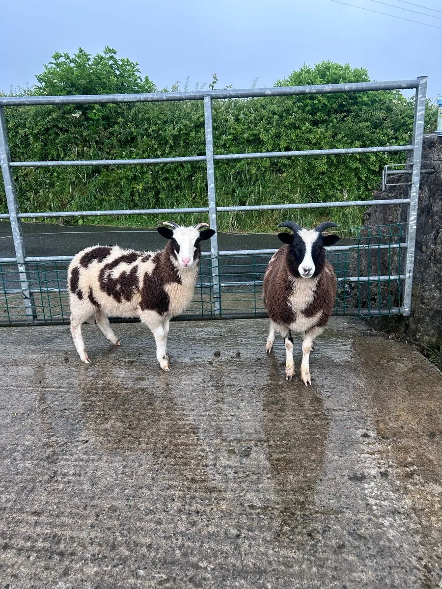 Jacob Ewe Lambs - Image 2