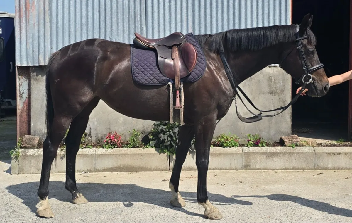 Allrounder 6yr Mare - Image 1