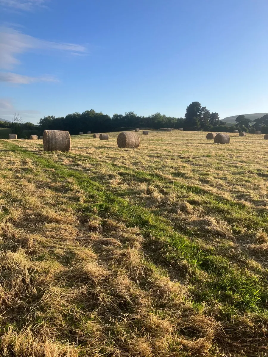 Hay